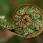 What Does the Koru Represent?